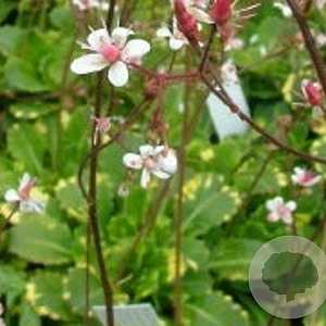 Saxifraga u. 'Variegata' GM P9
