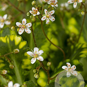 Saxifraga u. 'Variegata' GM P9