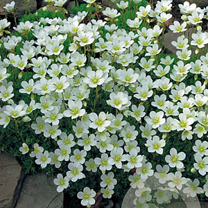 Saxifraga 'White Pixie' GM P9