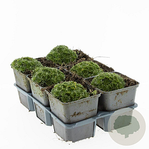 Saxifraga 'White Pixie' GM P9