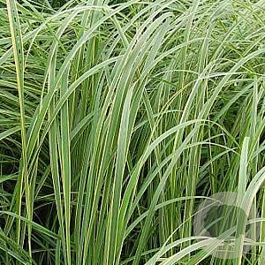 Spartina pectinata 'Aureomarginata' GM P9