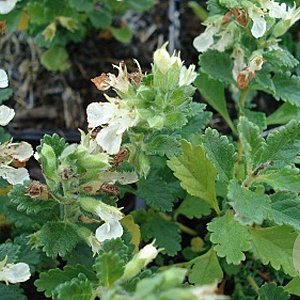 Teucrium cham. 'Album' GM P9