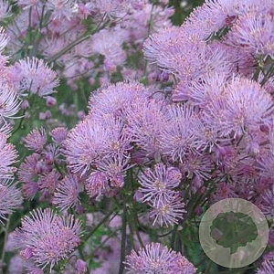Thalictrum a. 'Thundercloud' GM P9