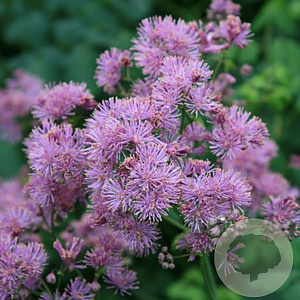 Thalictrum a. 'Thundercloud' GM P9
