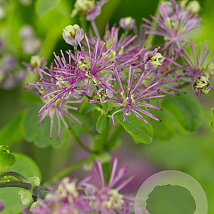 Thalictrum a. 'Thundercloud' GM P9