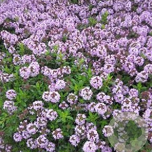 Thymus longicaulis GM P9
