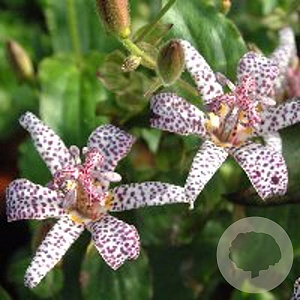 Tricyrtis form. 'Purple Beauty' GM P9