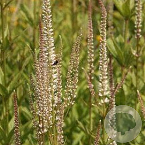 Veronicastrum virg. 'Diana' GM P9
