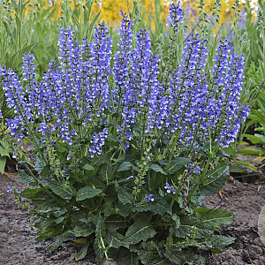 Salvia 'Azure Snow' GM P9