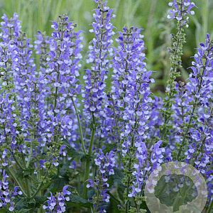 Salvia 'Azure Snow' GM P9
