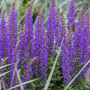 Salvia nem. 'Rianne' GM P9