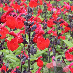 Salvia 'Royal Bumble' GM P9