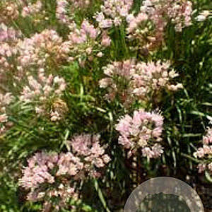 Allium 'Sugar Melt' GM P9