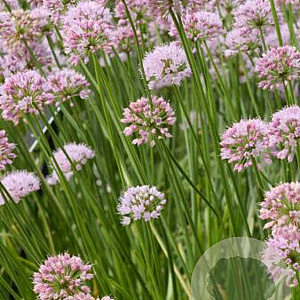 Allium 'Summer Beauty' GM P9