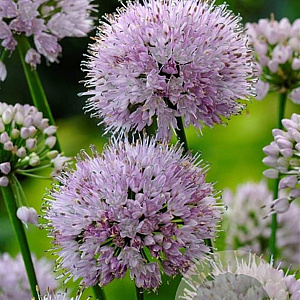 Allium 'Summer Beauty' GM P9