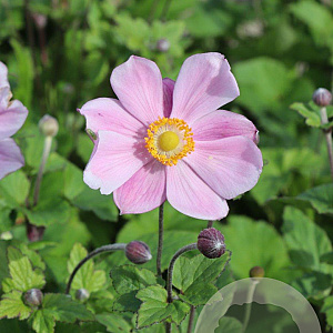 Anemone hyb. 'Loreley' GM P9