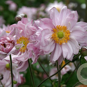 Anemone hyb. 'Mont-rose' GM P9
