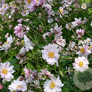 Anemone hyb. 'Mont-rose' GM P9