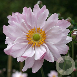 Anemone hyb. 'Mont-rose' GM P9