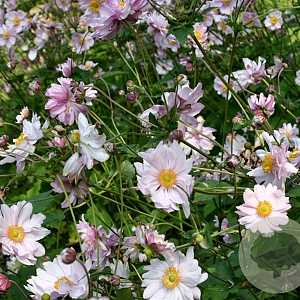 Anemone hyb. 'Mont-rose' GM P9