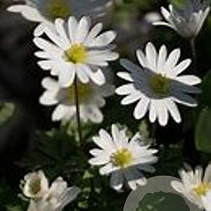 Anemone nem. 'Hilda' GM P9