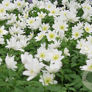 Anemone nem. 'Hilda' GM P9