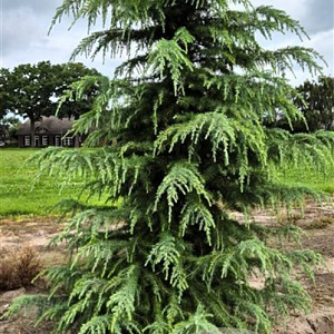 Cedrus deodara 275-300 cm draadkluit