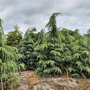 Cedrus deodara 275-300 cm draadkluit