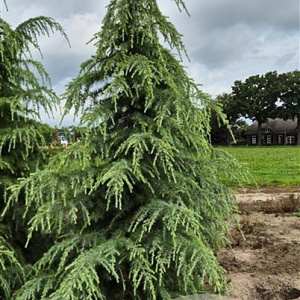 Cedrus deodara 275-300 cm draadkluit