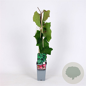 Vitis coignetiae 70 cm 2,0L