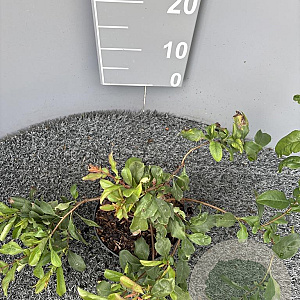 Chaenomeles sup. 'Crimson and Gold' 40-50 cm 2,0L