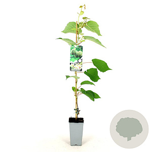 Actinidia deliciosa 'Hayward' 80-100 cm 2,5L