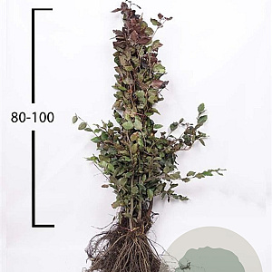 Fagus syl. 'Atropunicea' 80-100 cm wortelgoed