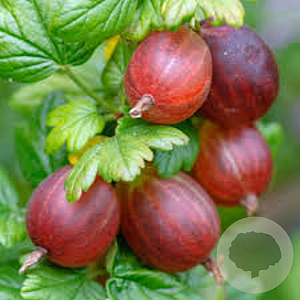 Ribes u.-c. 'Spinefree' 70 cm 2,0L