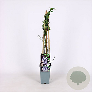 Vaccinium c. 'Bluegold' 70 cm 2,0L