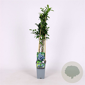 Vaccinium c. 'Chandler' 70 cm 2,0L