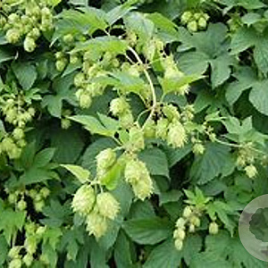 Humulus lupulus 'Prima Donna'® GM 2,0L