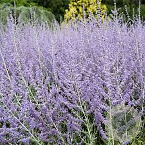 Perovskia atriplicifolia GM P9 BIO