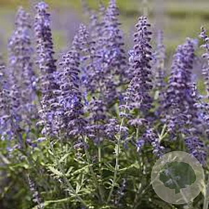 Perovskia atripl. Lacey Blue GM P9 BIO