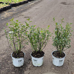 Physocarpus opulif. Tiny Wine 30-40 cm 3,0L