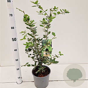 Quercus ilex 40-60 cm 3,0L