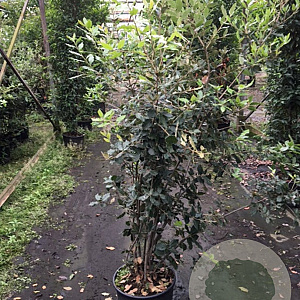 Quercus ilex 140-160 cm 30L