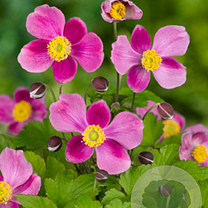 Anemone h. 'Splendens' GM P9