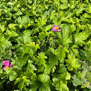 Anemone h. 'Splendens' GM P9