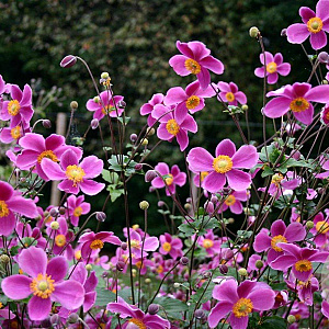 Anemone h. 'Splendens' GM P9