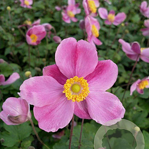 Anemone h. 'Splendens' GM P9