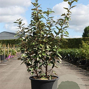 Elaeagnus ebbingei 125-150 cm 25L