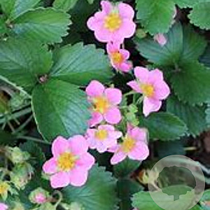 Fragaria 'Stickbolwi' GM P9 BIO