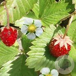 Fragaria v. 'Improved Rügen' GM P9 BIO