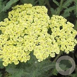 Achillea fil. 'Hymne' GM P9 BIO
